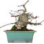 Acer palmatum, 18 cm, ± 20 Jahre alt