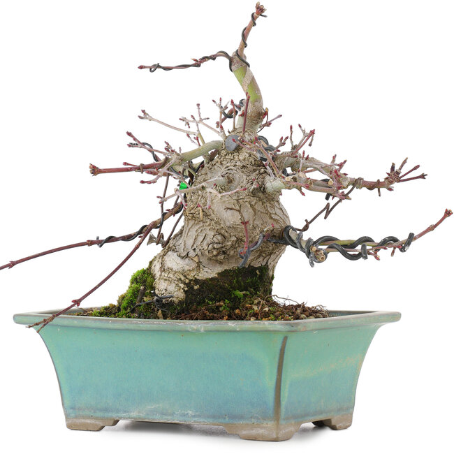 Acer palmatum, 18 cm, ± 20 years old