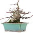 Acer palmatum, 18 cm, ± 20 Jahre alt