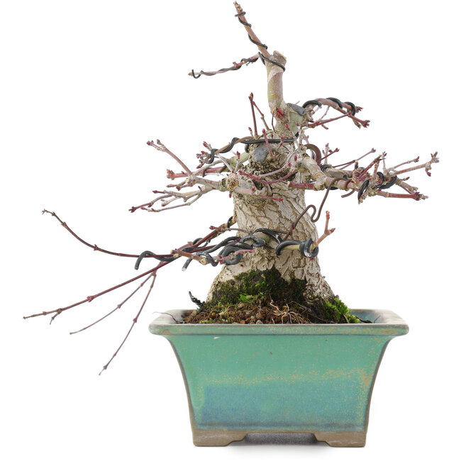 Acer palmatum, 18 cm, ± 20 anni