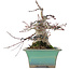 Acer palmatum, 18 cm, ± 20 anni