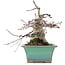 Acer palmatum, 18 cm, ± 20 Jahre alt