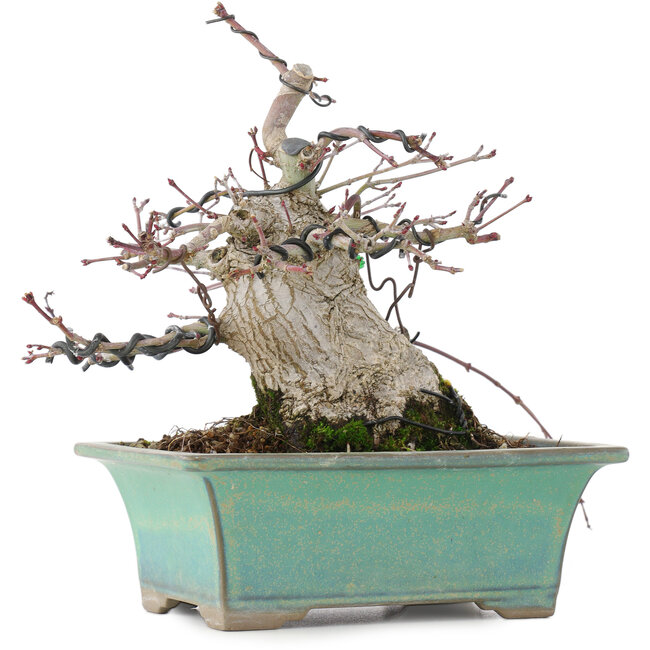 Acer palmatum, 18 cm, ± 20 anni