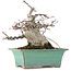 Acer palmatum, 18 cm, ± 20 jaar oud