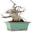 Acer palmatum, 18 cm, ± 20 Jahre alt