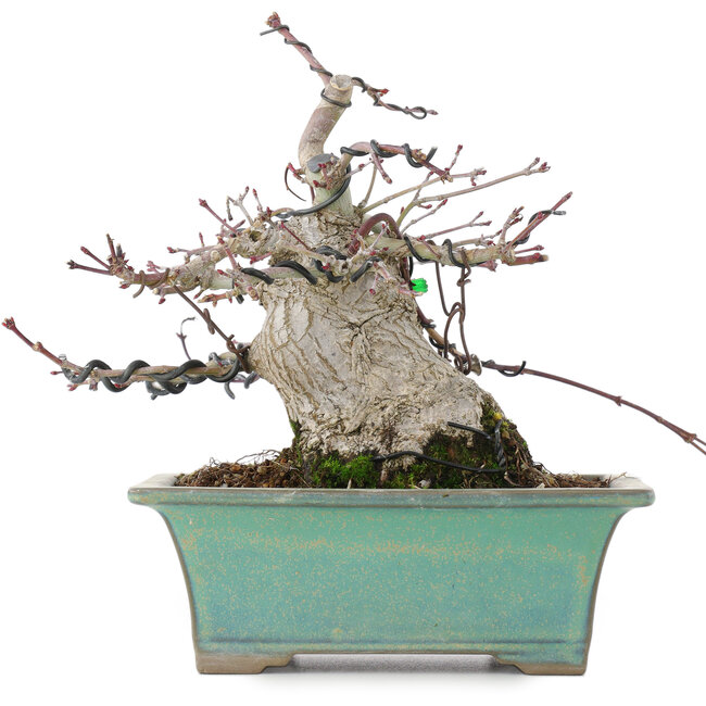 Acer palmatum, 18 cm, ± 20 años