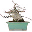 Acer palmatum, 18 cm, ± 20 jaar oud