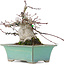 Acer palmatum, 18 cm, ± 20 anni