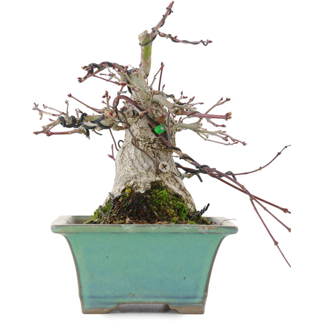 Acer palmatum, 18 cm, ± 20 Jahre alt