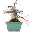 Acer palmatum, 18 cm, ± 20 Jahre alt