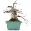 Acer palmatum, 18 cm, ± 20 years old
