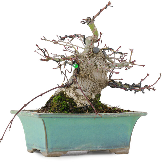 Acer palmatum, 18 cm, ± 20 anni