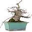 Acer palmatum, 18 cm, ± 20 ans