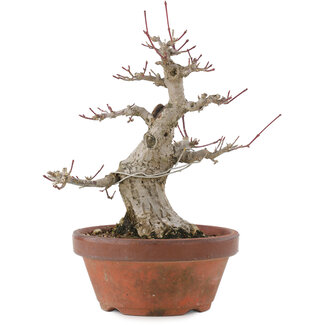 Acer palmatum, 18 cm, ± 30 anni