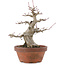 Acer palmatum, 18 cm, ± 30 Jahre alt