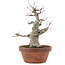 Acer palmatum, 18 cm, ± 30 ans