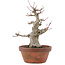 Acer palmatum, 18 cm, ± 30 Jahre alt