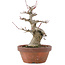 Acer palmatum, 18 cm, ± 30 Jahre alt