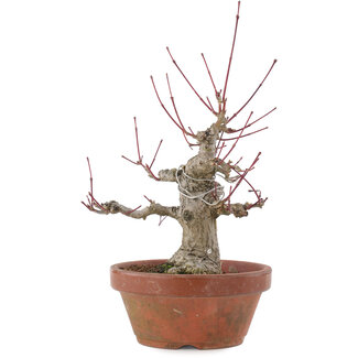 Acer palmatum, 15 cm, ± 30 jaar oud