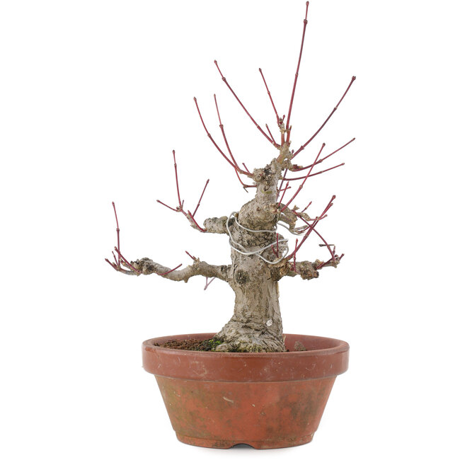 Acer palmatum, 15 cm, ± 30 Jahre alt