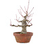 Acer palmatum, 15 cm, ± 30 jaar oud