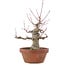 Acer palmatum, 15 cm, ± 30 Jahre alt