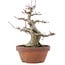 Acer palmatum, 18 cm, ± 30 Jahre alt