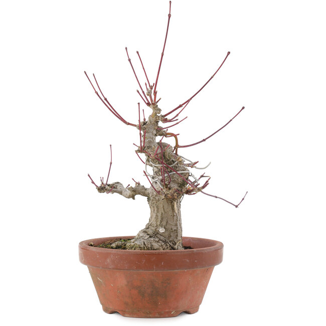 Acer palmatum, 15 cm, ± 30 anni