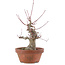 Acer palmatum, 15 cm, ± 30 ans