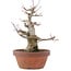 Acer palmatum, 18 cm, ± 30 Jahre alt