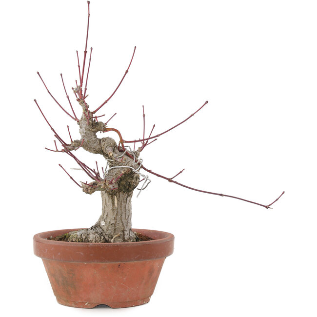 Acer palmatum, 15 cm, ± 30 jaar oud