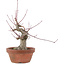 Acer palmatum, 15 cm, ± 30 anni