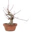 Acer palmatum, 15 cm, ± 30 Jahre alt