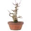 Acer palmatum, 18 cm, ± 30 Jahre alt