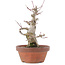 Acer palmatum, 18 cm, ± 30 years old