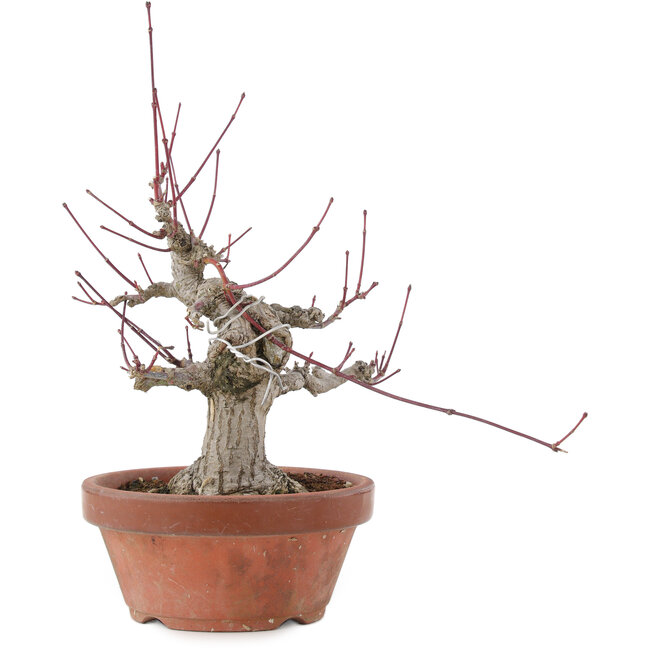 Acer palmatum, 15 cm, ± 30 ans