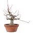 Acer palmatum, 15 cm, ± 30 years old