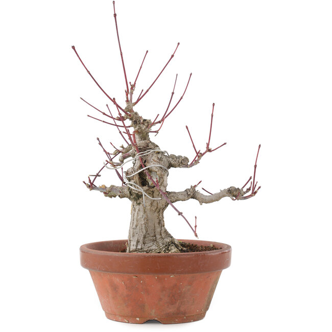 Acer palmatum, 15 cm, ± 30 years old