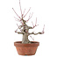 Acer palmatum, 15 cm, ± 30 Jahre alt