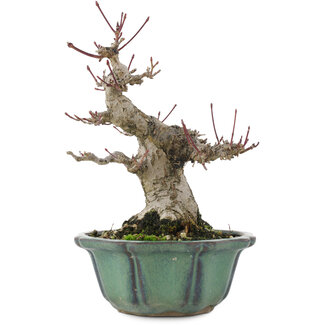 Acer palmatum, 15 cm, ± 30 anni