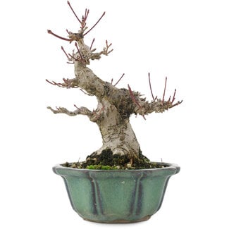 Acer palmatum, 15 cm, ± 30 Jahre alt