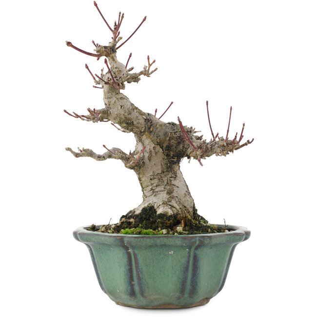 Acer palmatum, 15 cm, ± 30 Jahre alt