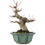 Acer palmatum, 15 cm, ± 30 anni