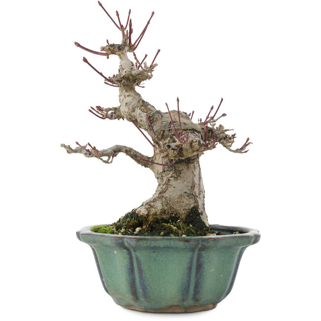 Acer palmatum, 15 cm, ± 30 años