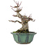 Acer palmatum, 15 cm, ± 30 ans