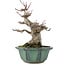 Acer palmatum, 15 cm, ± 30 Jahre alt