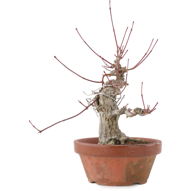Acer palmatum, 15 cm, ± 30 ans