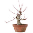 Acer palmatum, 15 cm, ± 30 Jahre alt