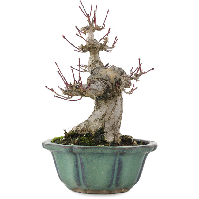 Acer palmatum, 15 cm, ± 30 ans