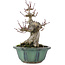 Acer palmatum, 15 cm, ± 30 anni